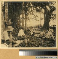 藏品(熱帶雨林便橋架設作業)的圖片